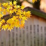 幽默用户小小头像