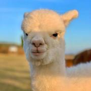 brebis的个人资料头像