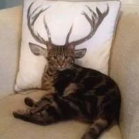 大明湖畔的小仙男头像