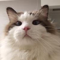 一只叫云朗的布偶头像