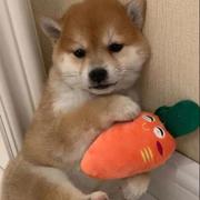 张三博客的个人资料头像
