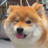 砰砰嘭头像