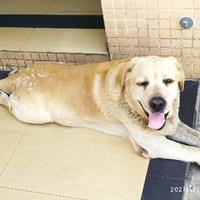 辣鸡小长城头像