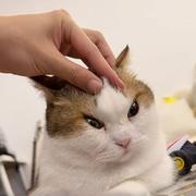 爱吃皮蛋的个人资料头像