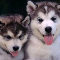 用户4076703125542头像