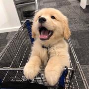 杨赛赛的个人资料头像