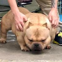 烈火恶霸犬头像