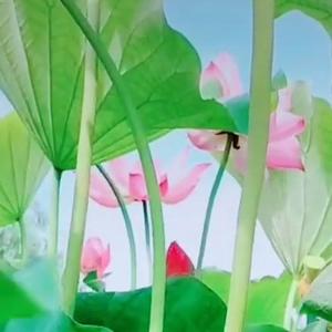 睿智慧眼头像