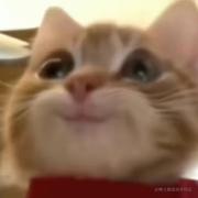 予柠的个人资料头像