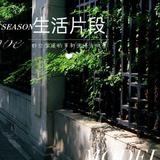 金金叶头像