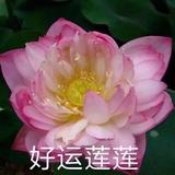 fuedhyrfbjtdeytsaxvj头像