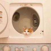 IT界刘亦菲的个人资料头像