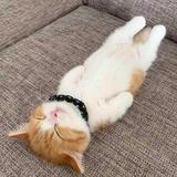阿明猫先生头像