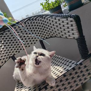 猫狗双全头像
