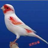 淡然丝雀头像
