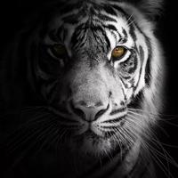 无妄生欢0708头像