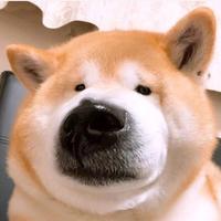 故事iiiu头像