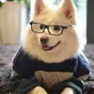 leafsunshin的个人资料头像