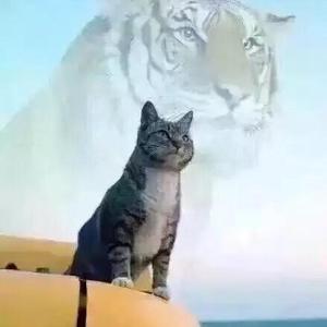 一腔孤勇的炮灰头像