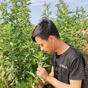 大唐魁艾头像