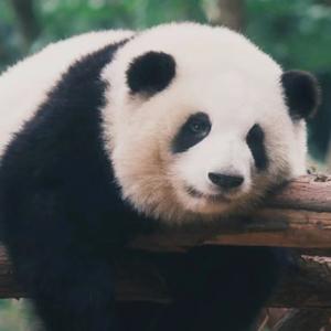 ll啦头像