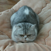 香碗的个人资料头像