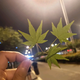 风不吹的夜头像