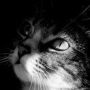 努力努力再努力_cm的个人资料头像