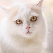 明月樱雪的个人资料头像