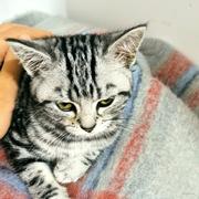 草莓摇了摇头的个人资料头像