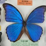 飛龍oo7头像