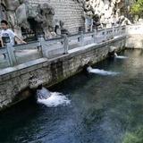 神秘柳叶DB头像