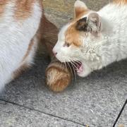 电子仿生鼠的个人资料头像