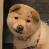是托特斯头像