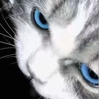 神秘巨星黑色头像