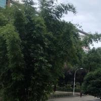 中国梦76570819头像