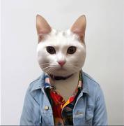 Evils的个人资料头像