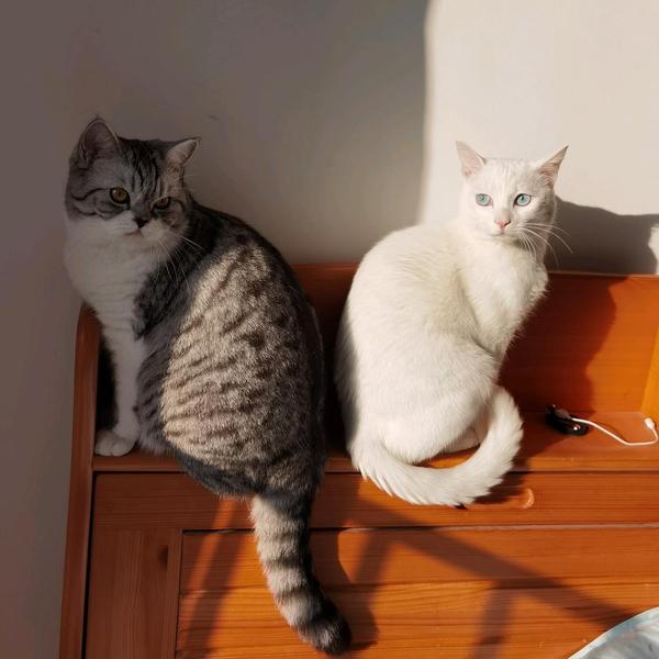 萌宠猫咪大耳朵头像