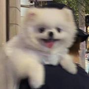 笨b小蓝的个人资料头像