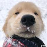 率真孔雀gU头像