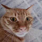 橘猫果冻子头像