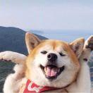 会飞的鱼耶的个人资料头像