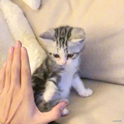 鸡蛋_皮蛋_咸鸭蛋的个人资料头像