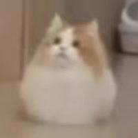 矮手矮脚猫猫头像