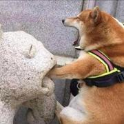 铭犬的个人资料头像