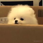 架构小爬虫的个人资料头像