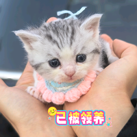 然子侃侃车头像