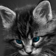 coderyyz的个人资料头像