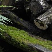 牛奶游侠的个人资料头像