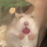 进击的鼠鼠猫头像